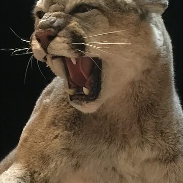Mountain Lion Taxidermy