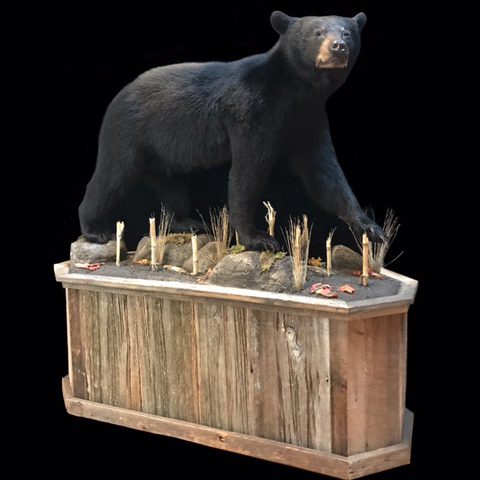 Black Bear