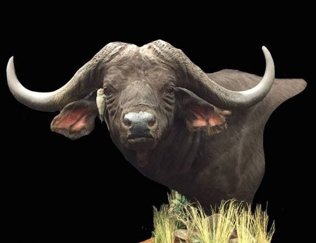 Cape Buffalo