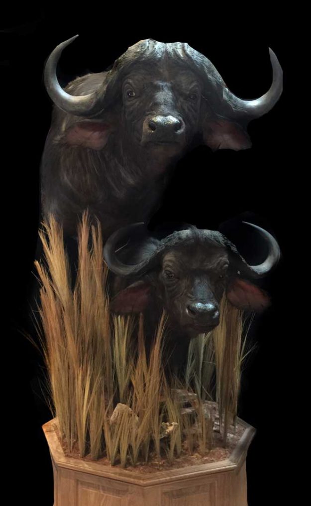 cape buffalo