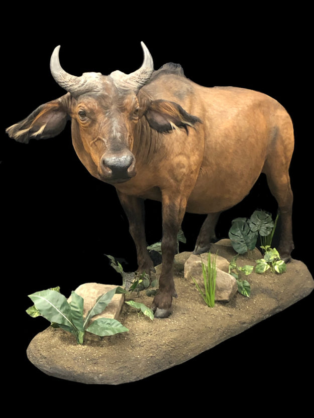 Dwarf Forest Buffalo