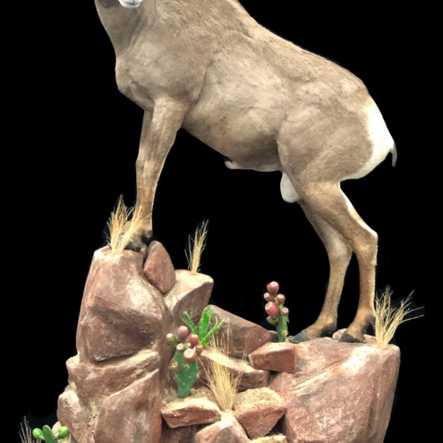Desert Big Horn Sheep