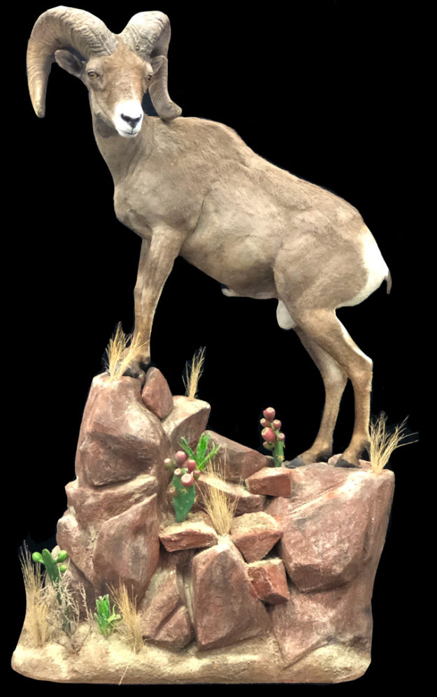 Desert Big Horn Sheep