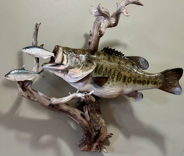 large mouth bass taxidermy