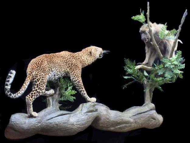 Leopard and Baboon