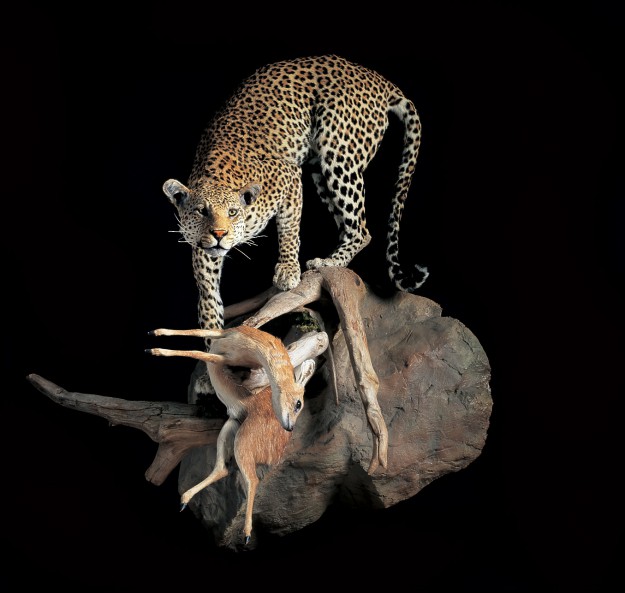 leopard kill