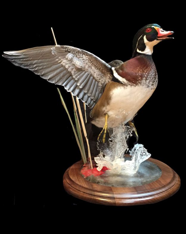 duck taxidermy