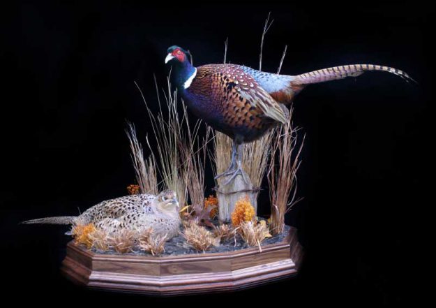 pheasant