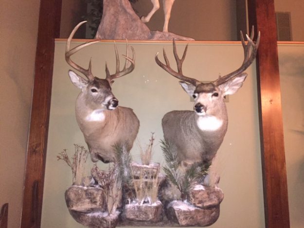 Taxidermy Habitat