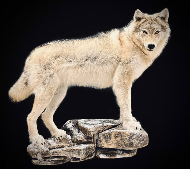 wolf taxidermy