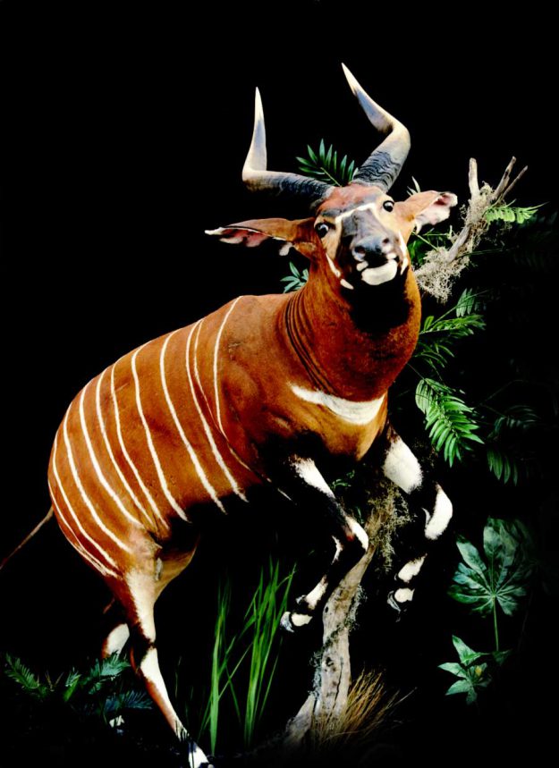 african bongo