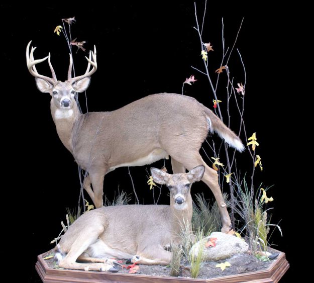 Whitetail Deer