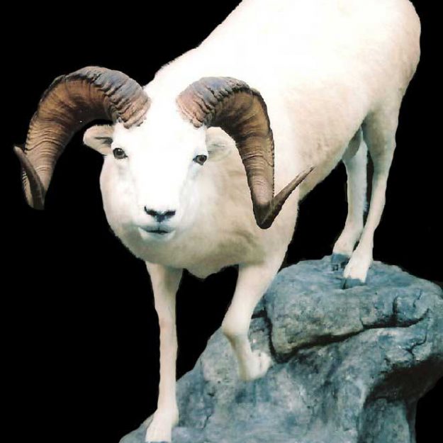 dall sheep