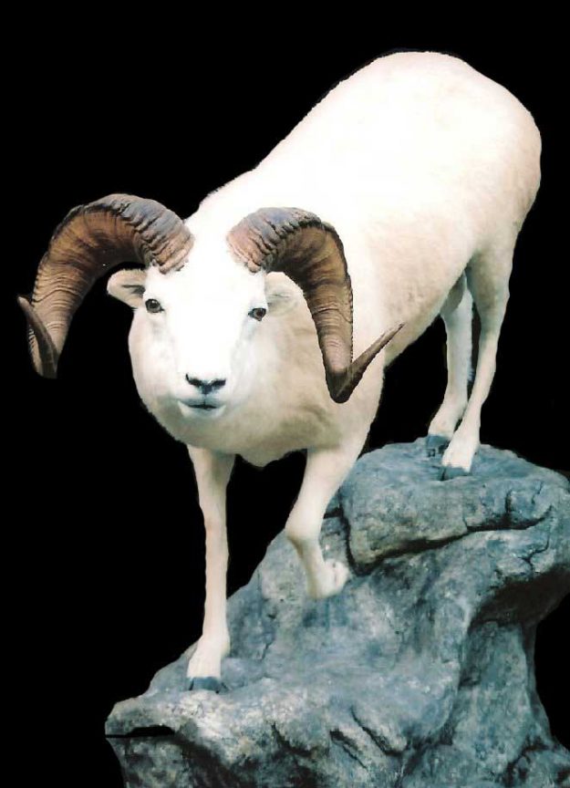 dall sheep