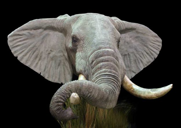 elephant