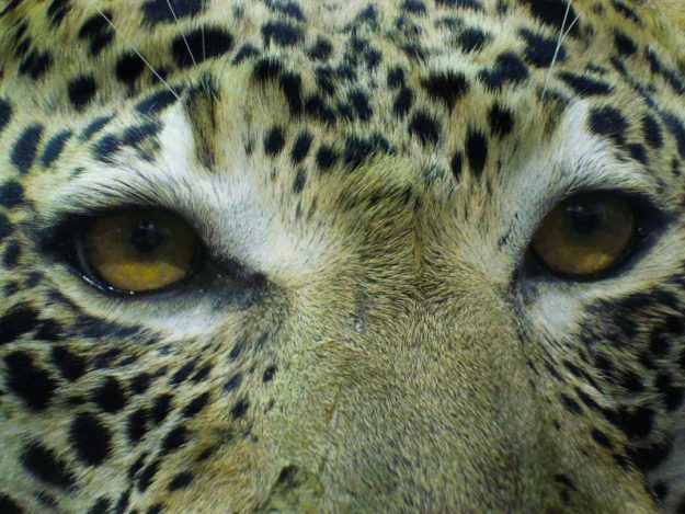 leopard eyes
