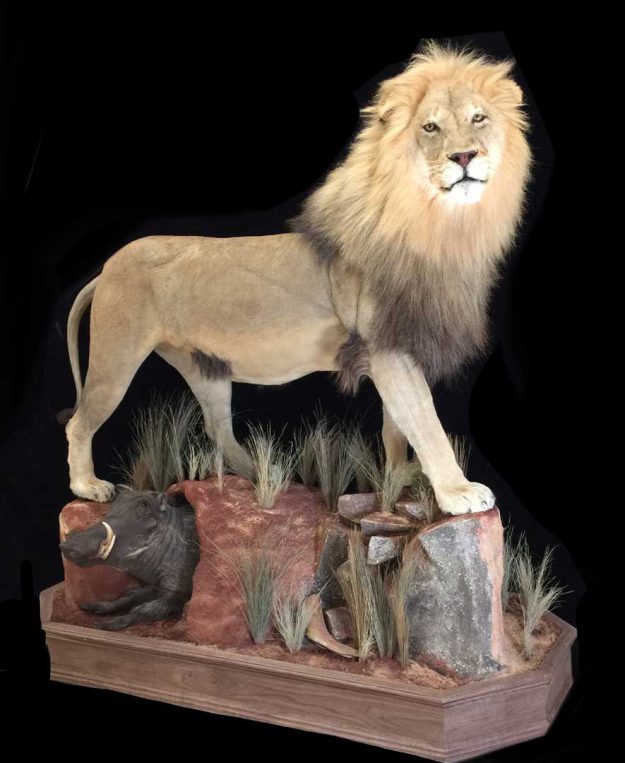 lion and warthog