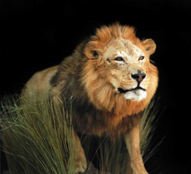 male lion