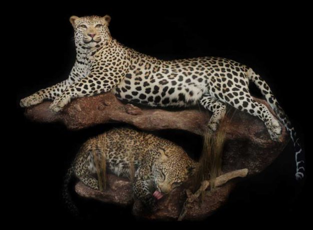 leopards