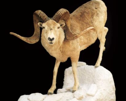 marco polo sheep