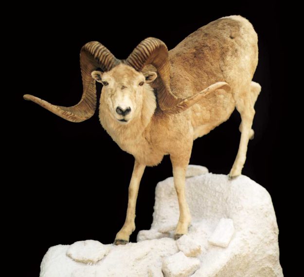 marco polo sheep