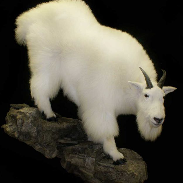mountain goat