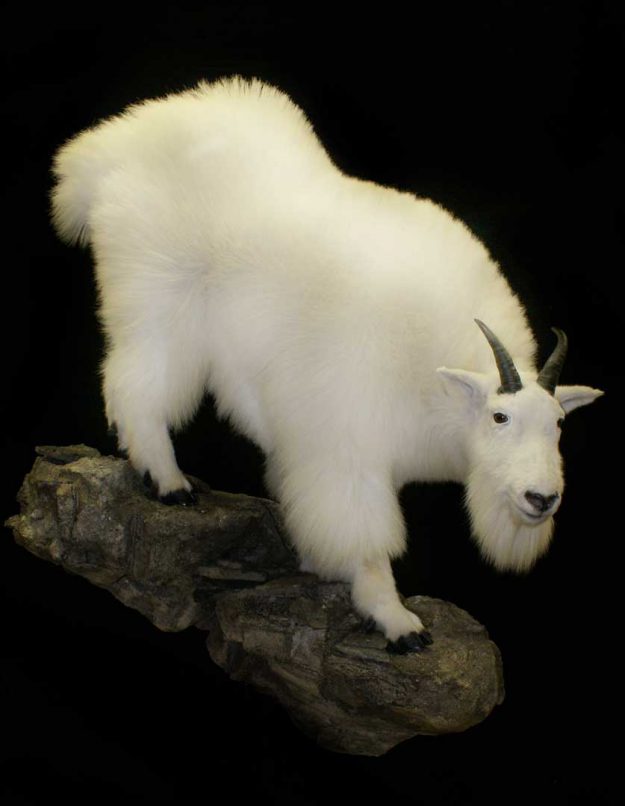 mountain goat