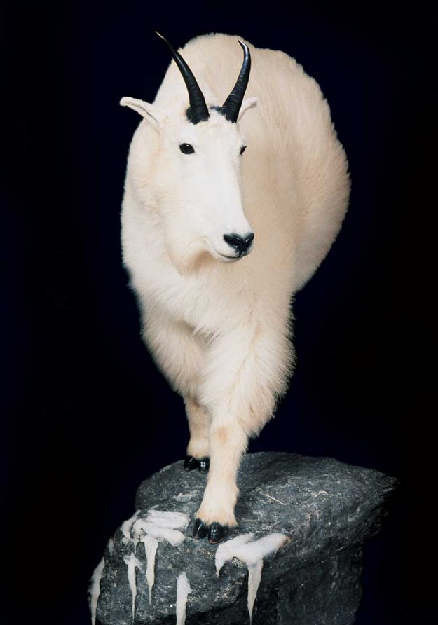 mountain goat