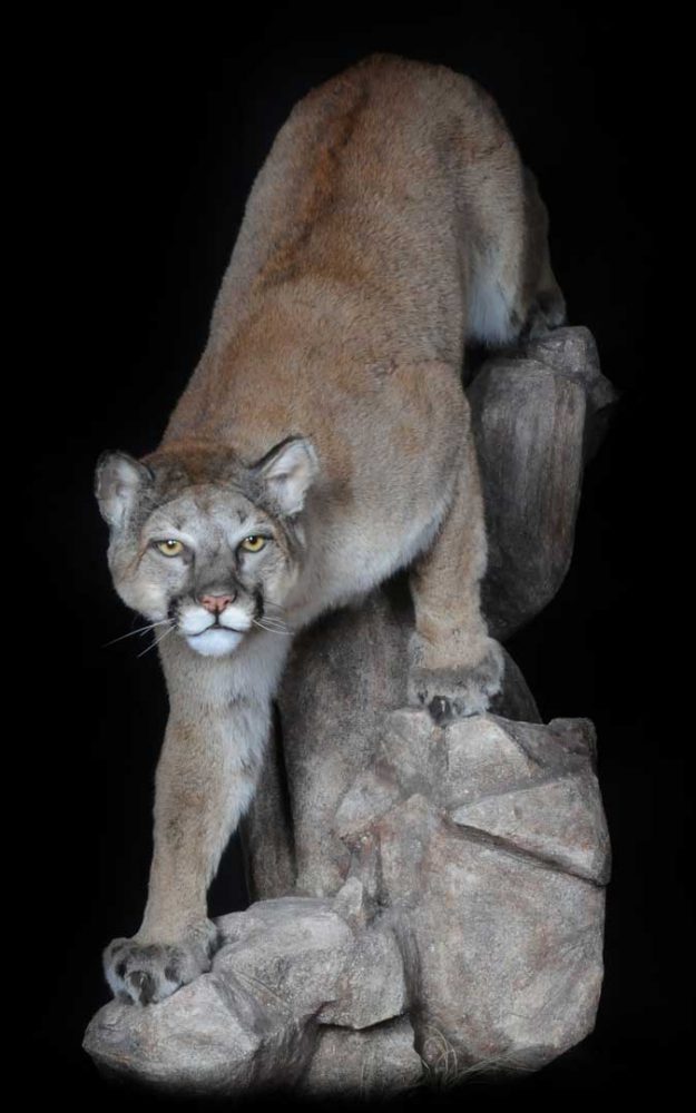 mountain lion