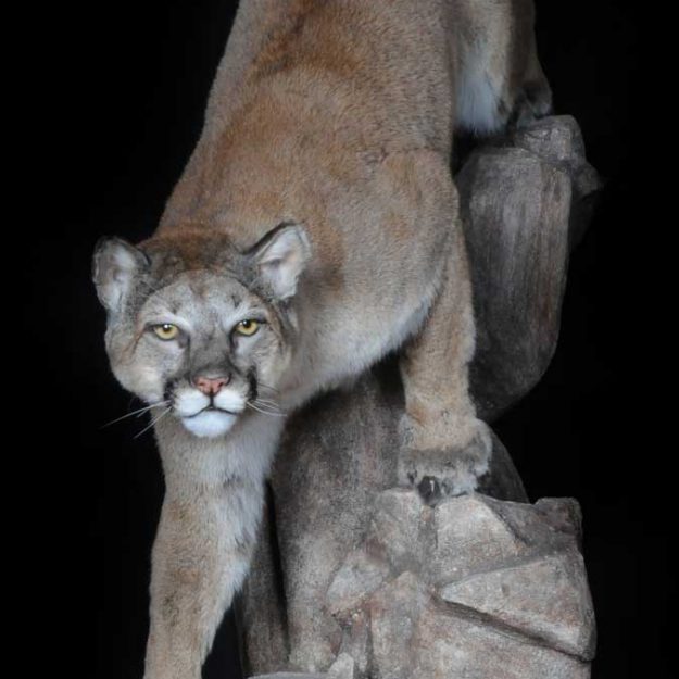 mountain lion