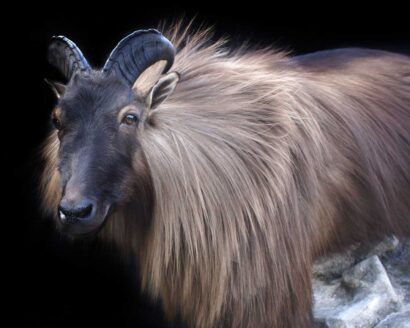 tahr