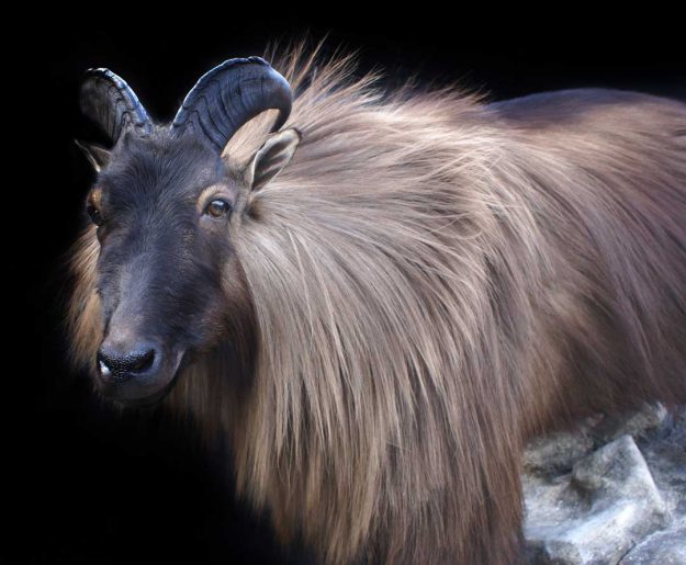 tahr