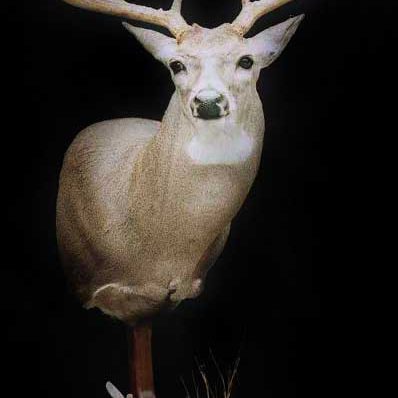 whitetail
