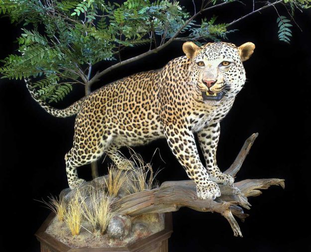 leopard
