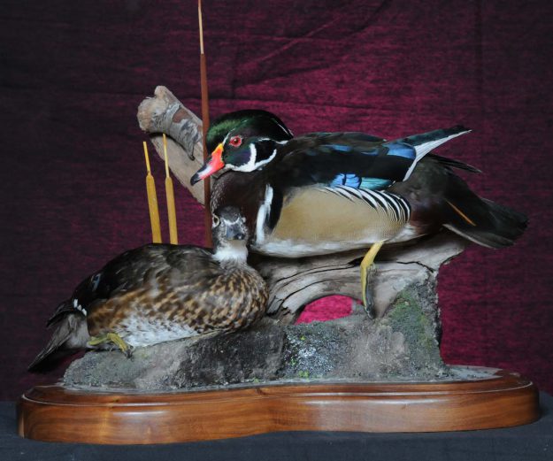 Wood Ducks