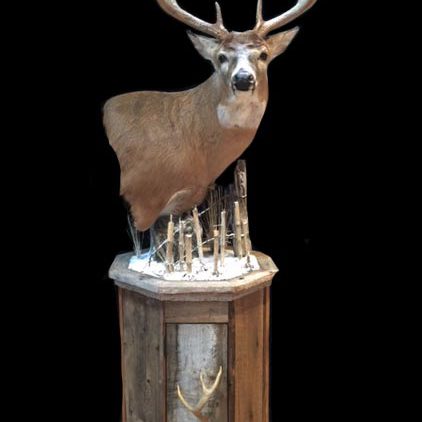 whitetail taxidermy