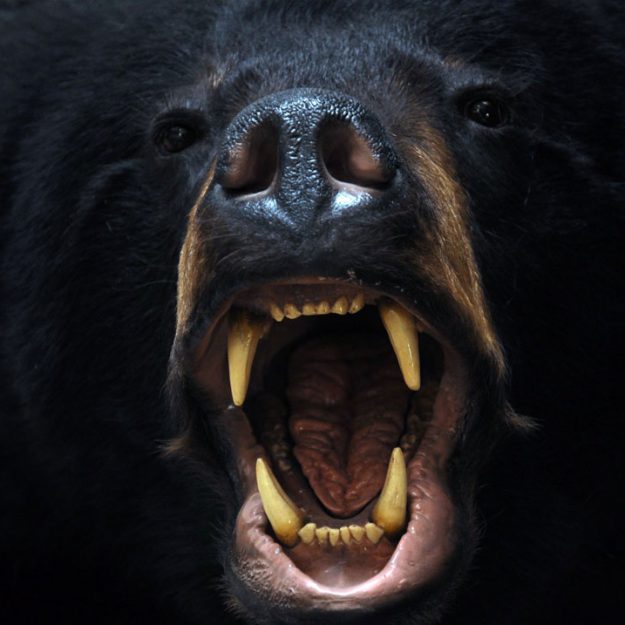 black bear