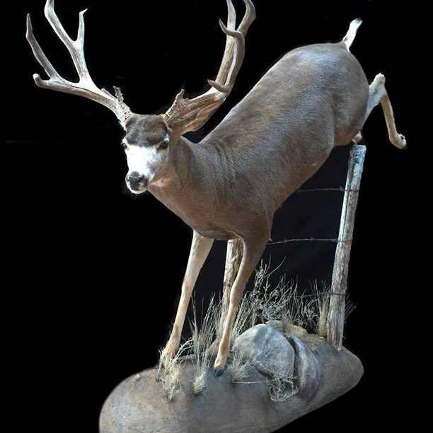 mule deer