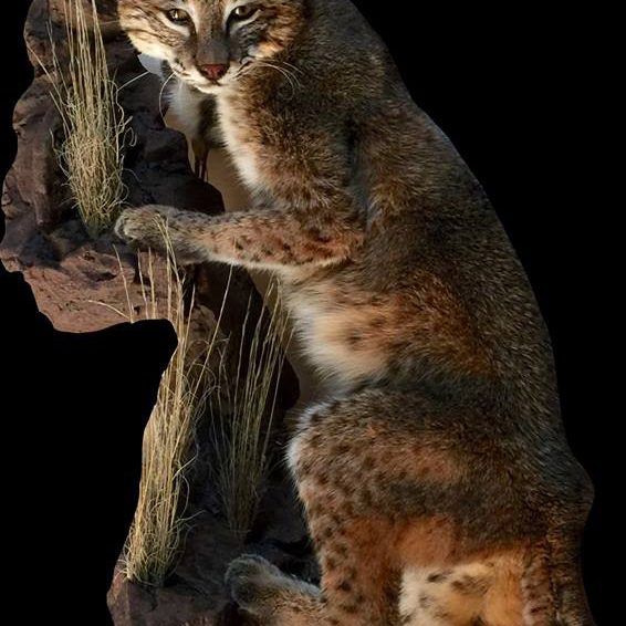 bobcat
