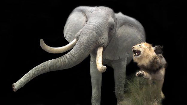 elephant and lion