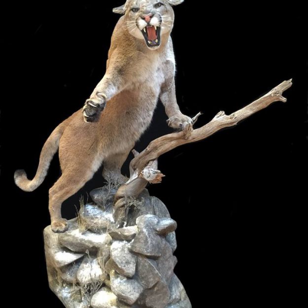 mountain lion