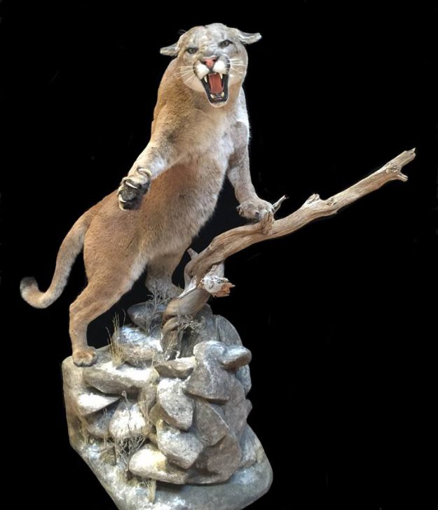mountain lion