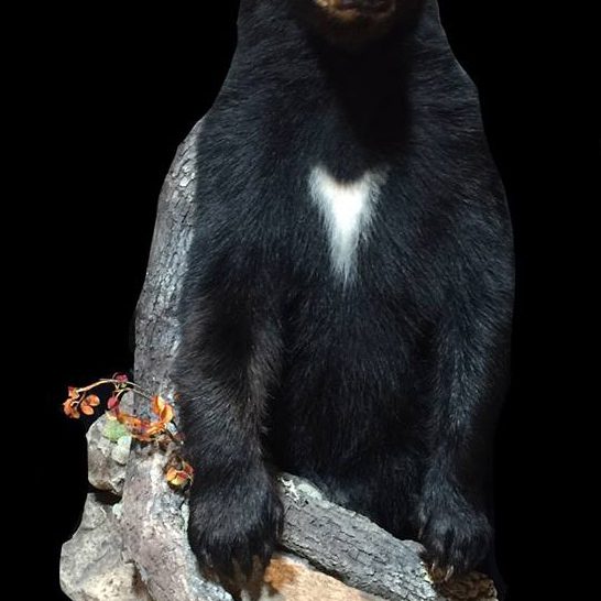 black bear